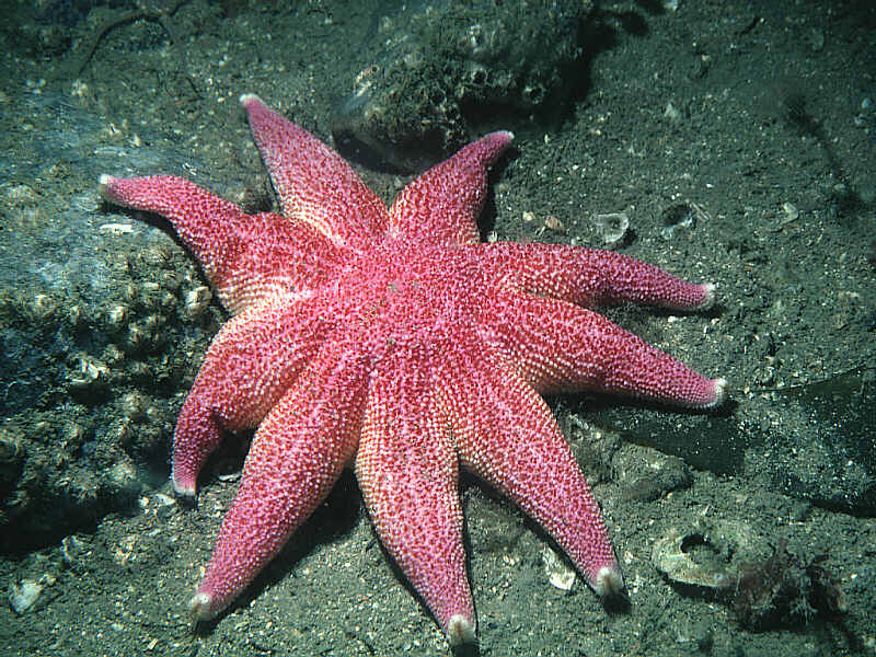 Solaster endeca